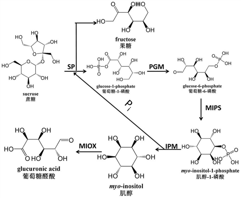 Method for biocatalytically synthesizing D-(+)-glucuronic acid and application of method