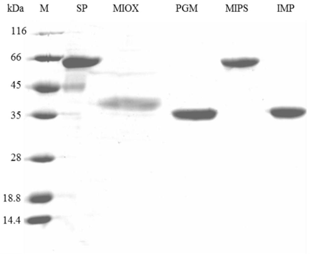 Method for biocatalytically synthesizing D-(+)-glucuronic acid and application of method