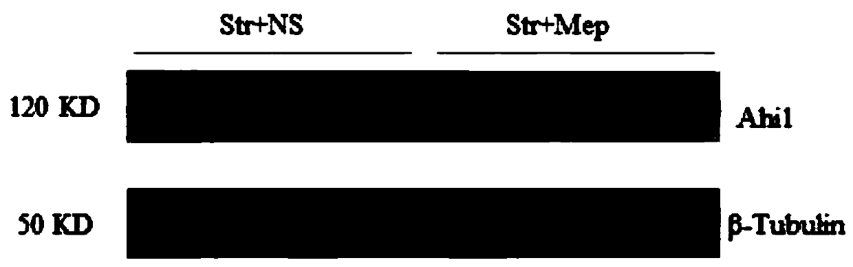 Application of meptazinol