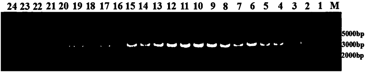 Application of taking carboxylic acid amides bactericide resistant gene as oomycetes conversion screening marker