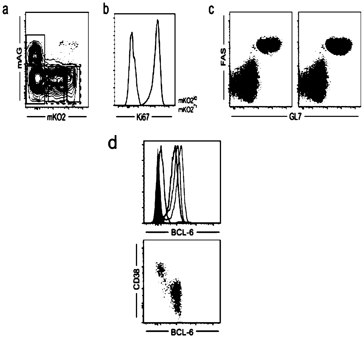 Memory b-cell precursor cells and uses thereof