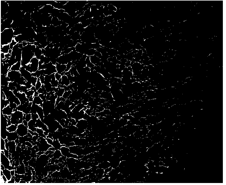 Sponge material of collagen from freshwater fish and preparation method thereof