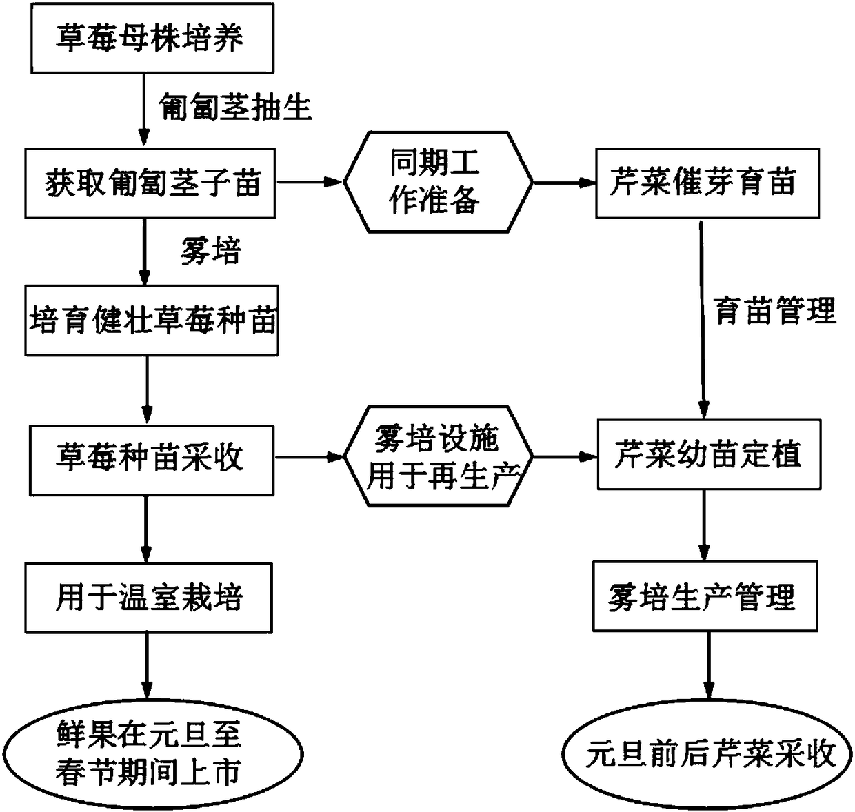 Production method for strawberry seedling propagation and celery crop rotation in northern area