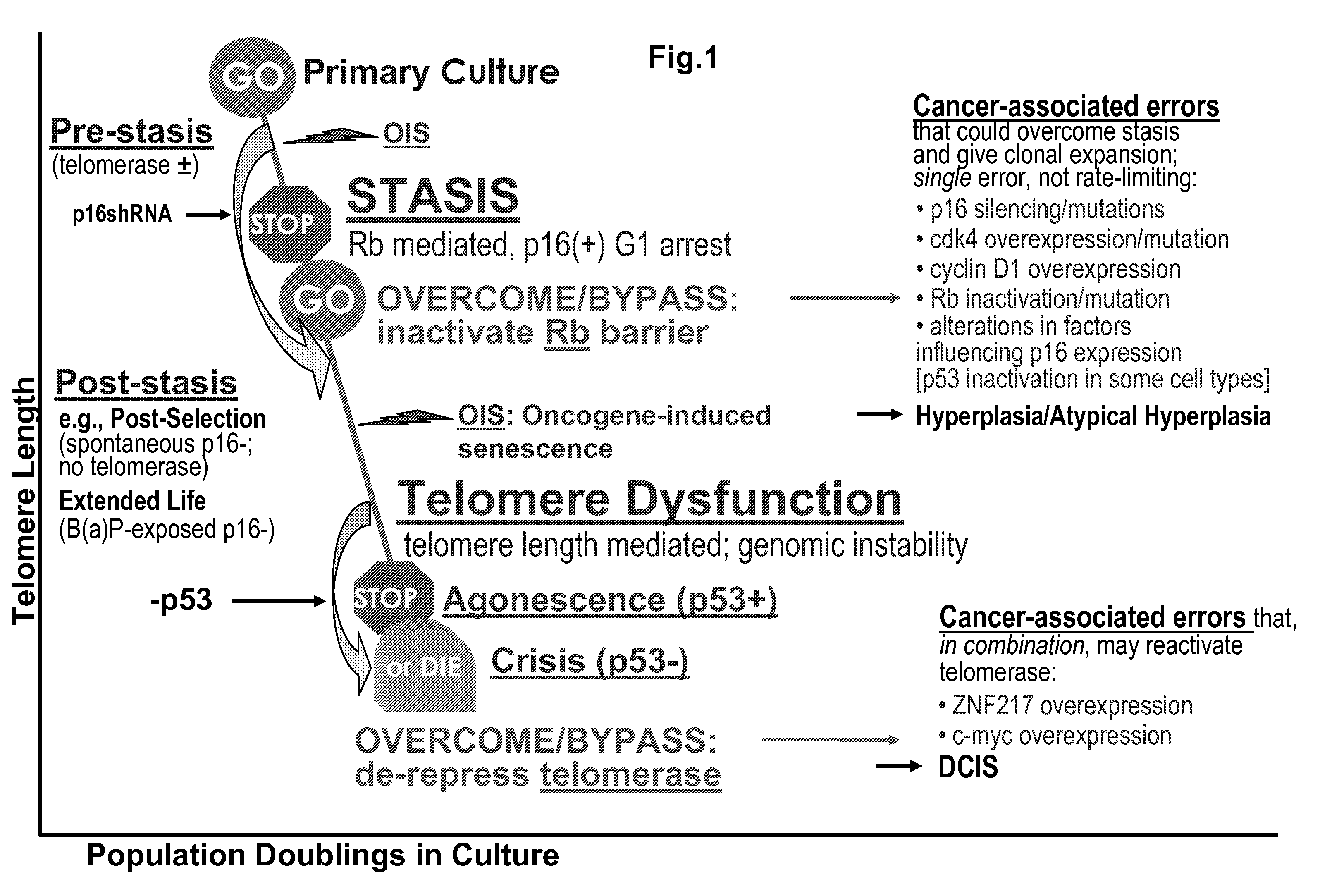 Increasing Cell Culture Population Doublings for Long-Term Growth of Finite Life Span Human Cell Cultures