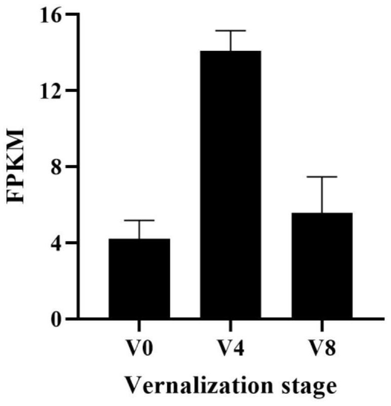 Dactylis glomerata vernalization gene DgPAPS4 and application thereof