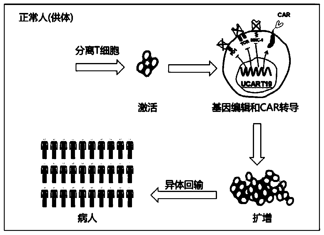 General type CAR-T cell and preparation method and use thereof