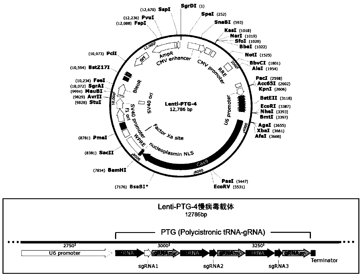 General type CAR-T cell and preparation method and use thereof