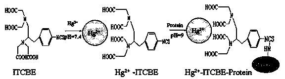 Indirect competition enzyme linked immunoreagent kit for detecting mercury ions and manufacturing method thereof