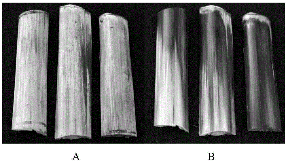 Method for rapidly extracting wax from sweet sorghum stem