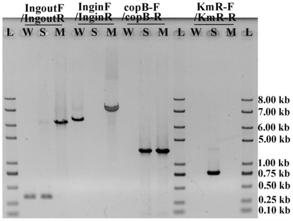 A Copper-resistant Genetic Engineering Bacteria of Acidophilus Thiobacillus Thioxidans and Its Application