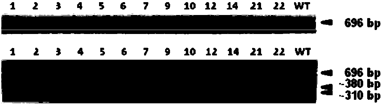 Method for reducing CRISPR/Cas9 mediated embryo gene editing missing rate