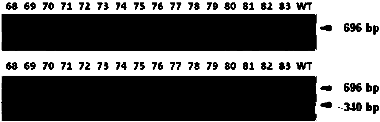 Method for reducing CRISPR/Cas9 mediated embryo gene editing missing rate