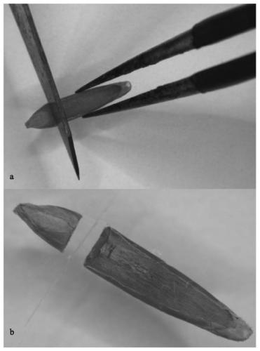 Culture medium and method for rapidly inducing seeds of brachypodium distachyon to generate calluses