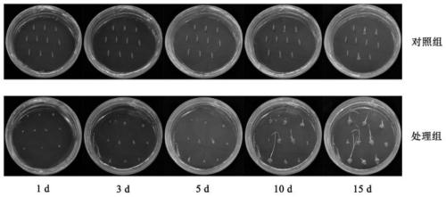 Culture medium and method for rapidly inducing seeds of brachypodium distachyon to generate calluses