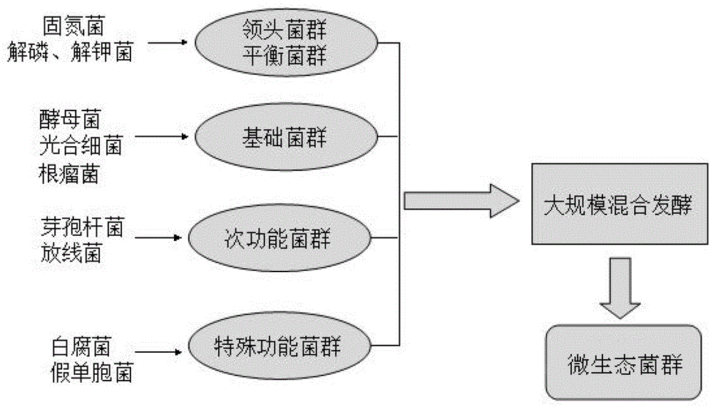 A kind of micro-ecological flora of crop root probiotics and its application