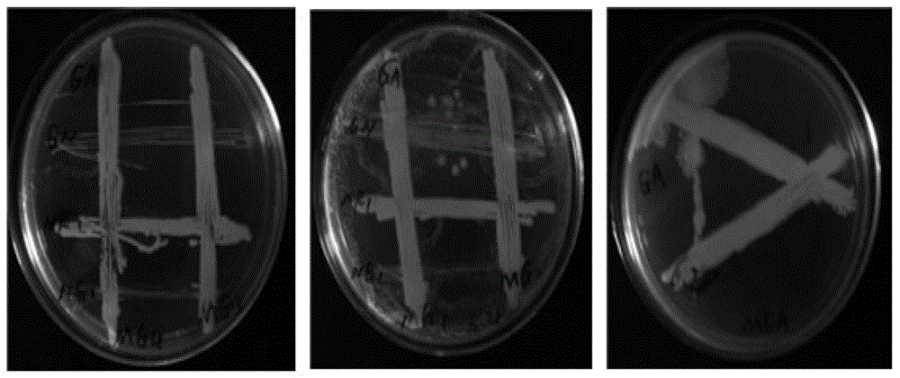 A kind of micro-ecological flora of crop root probiotics and its application