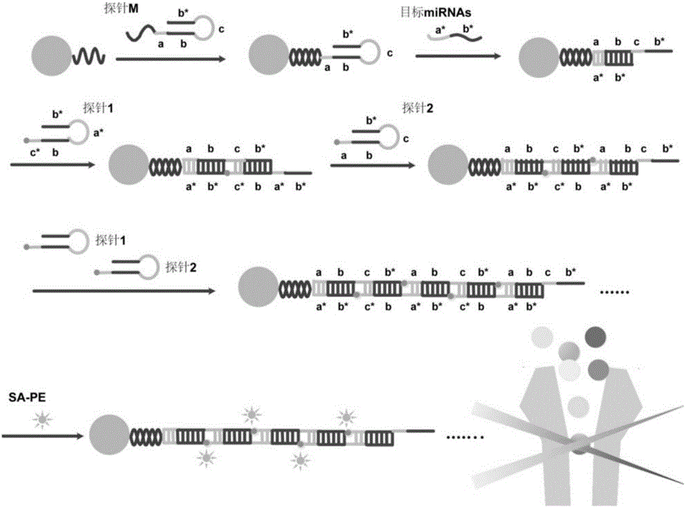 Method for detecting miRNAs based on liquid chip of HCR