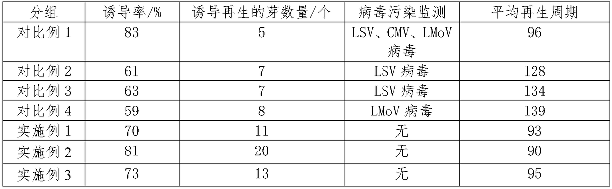 Rapid in-vitro propagation method of lily