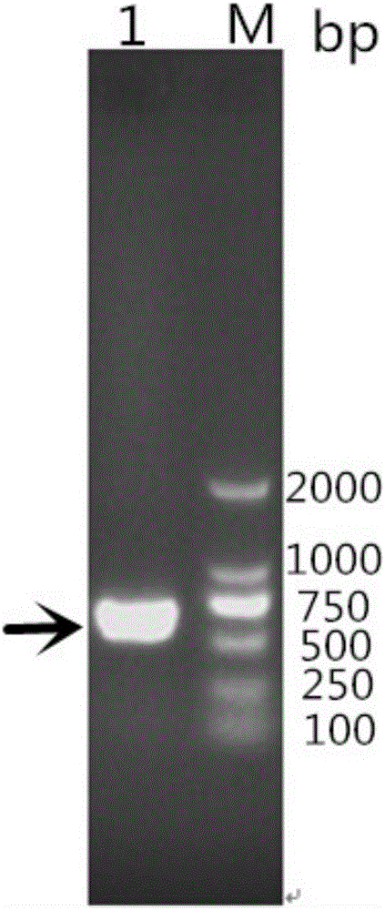 Riemerella anatipestifer OmpH recombinant protein and ELISA kit thereof