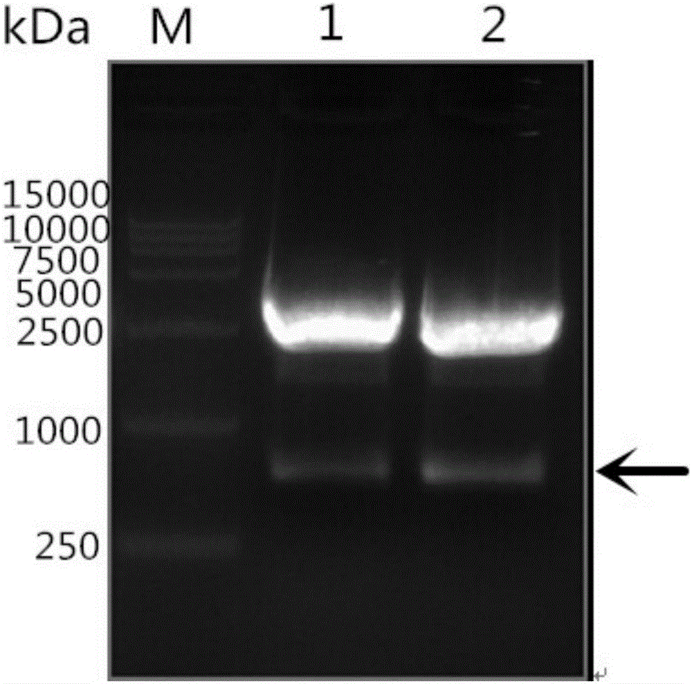 Riemerella anatipestifer OmpH recombinant protein and ELISA kit thereof