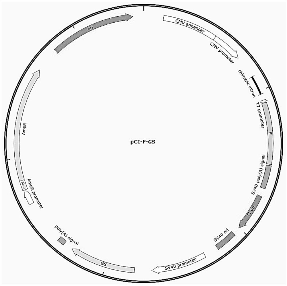 Bovine parainfluenza virus recombinant antigen and its application