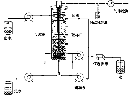 Sulfur autotrophic denitrification granule sludge as well as preparation method and application thereof