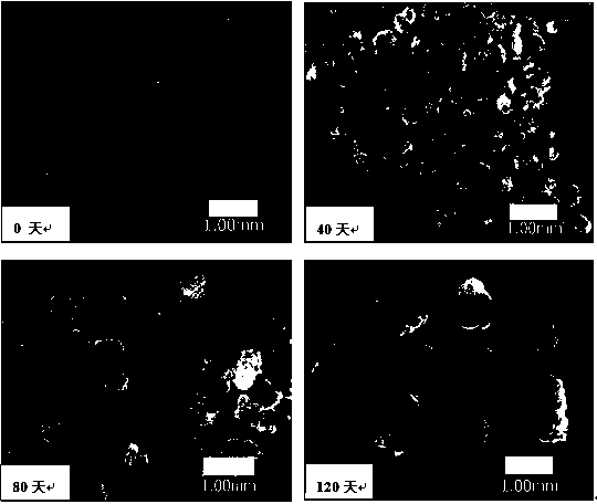 Sulfur autotrophic denitrification granule sludge as well as preparation method and application thereof