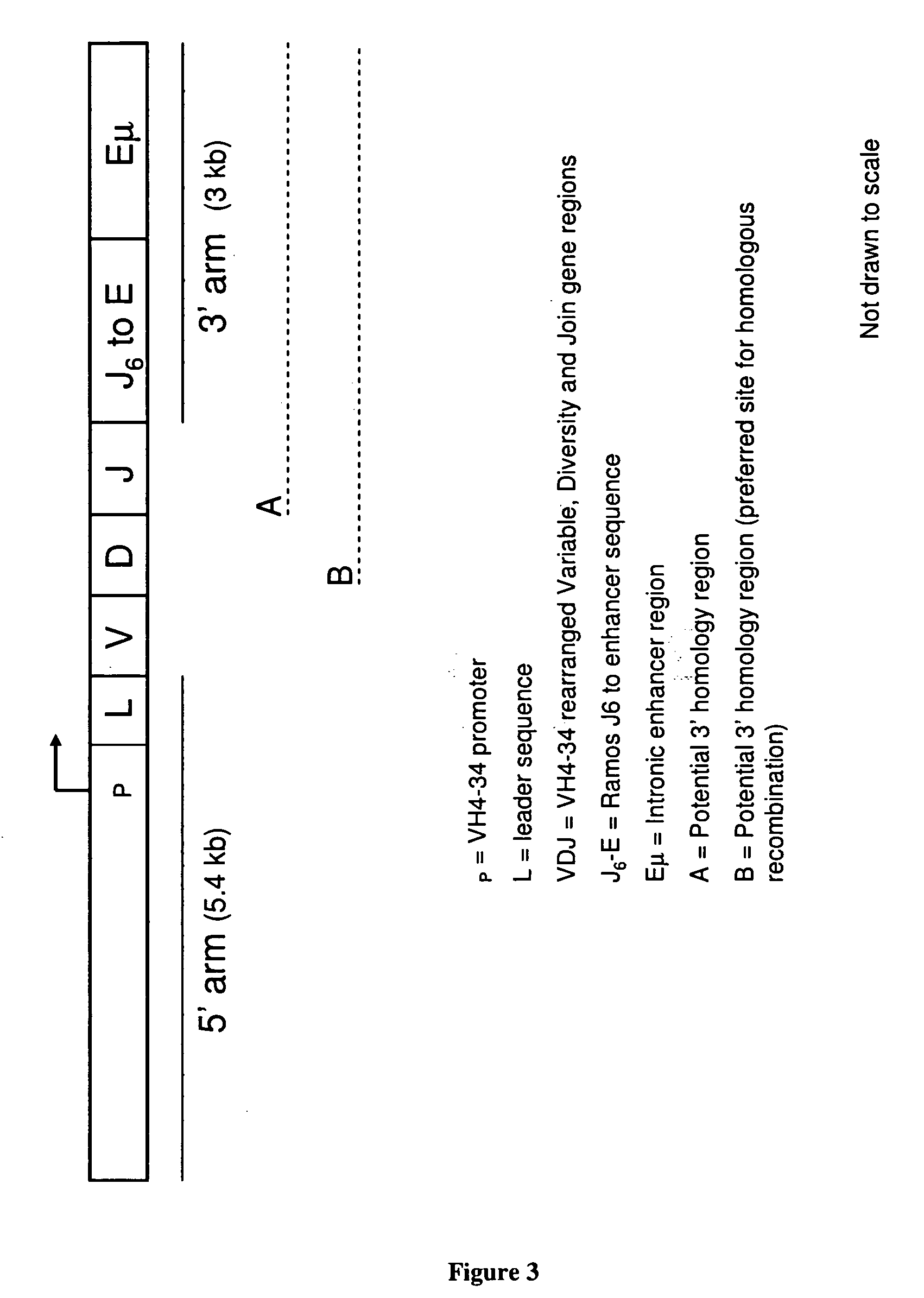 In vivo affinity maturation scheme