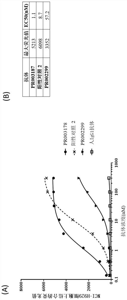 Antibody targeting BCMA, bispecific antibody and uses of antibody targeting BCMA and bispecific antibody