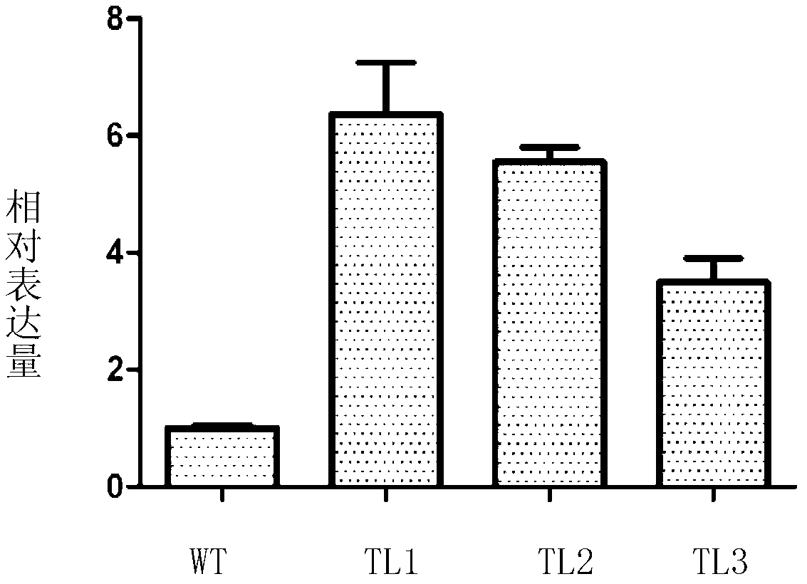 Application of protein AtbHLH122 of arabidopsis thaliana and coding gene of protein AtbHLH122 for regulating and controlling stress tolerance of plants