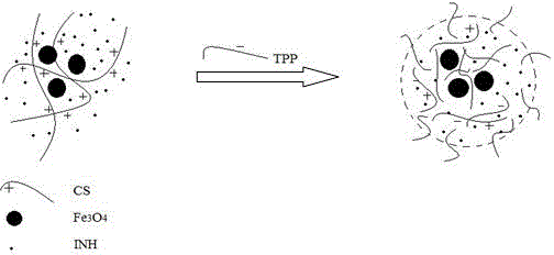 Magnetic-targeted isoniazid composite drug carrying microspheres and preparation method thereof