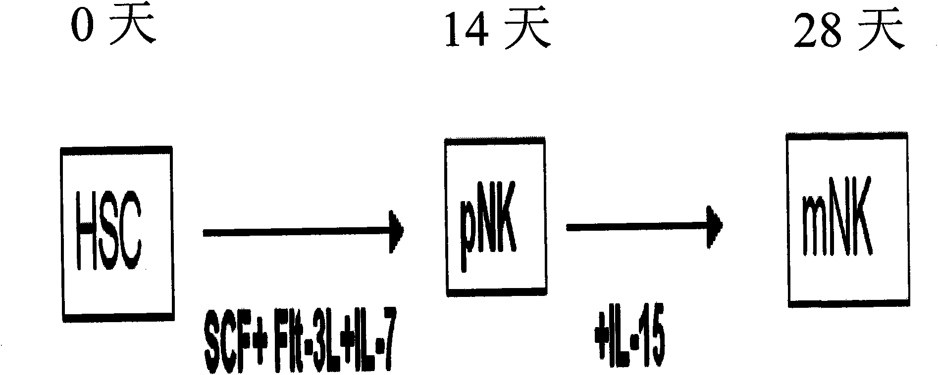 An agent for differentiating hematopoietic stem cell into natural killer cell comprising YC-1 or IL-21 and a method of differentiating hematopoietic stem cell into natural killer cell using thereof