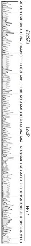 Method for editing gene fusion