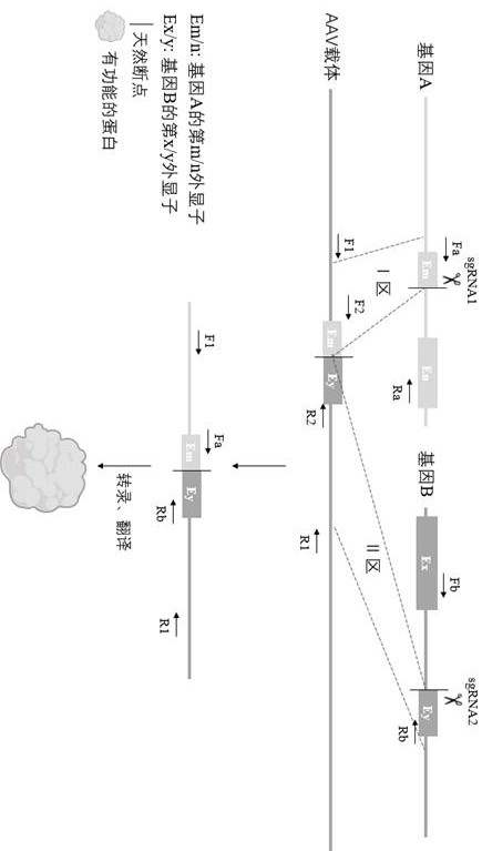 Method for editing gene fusion