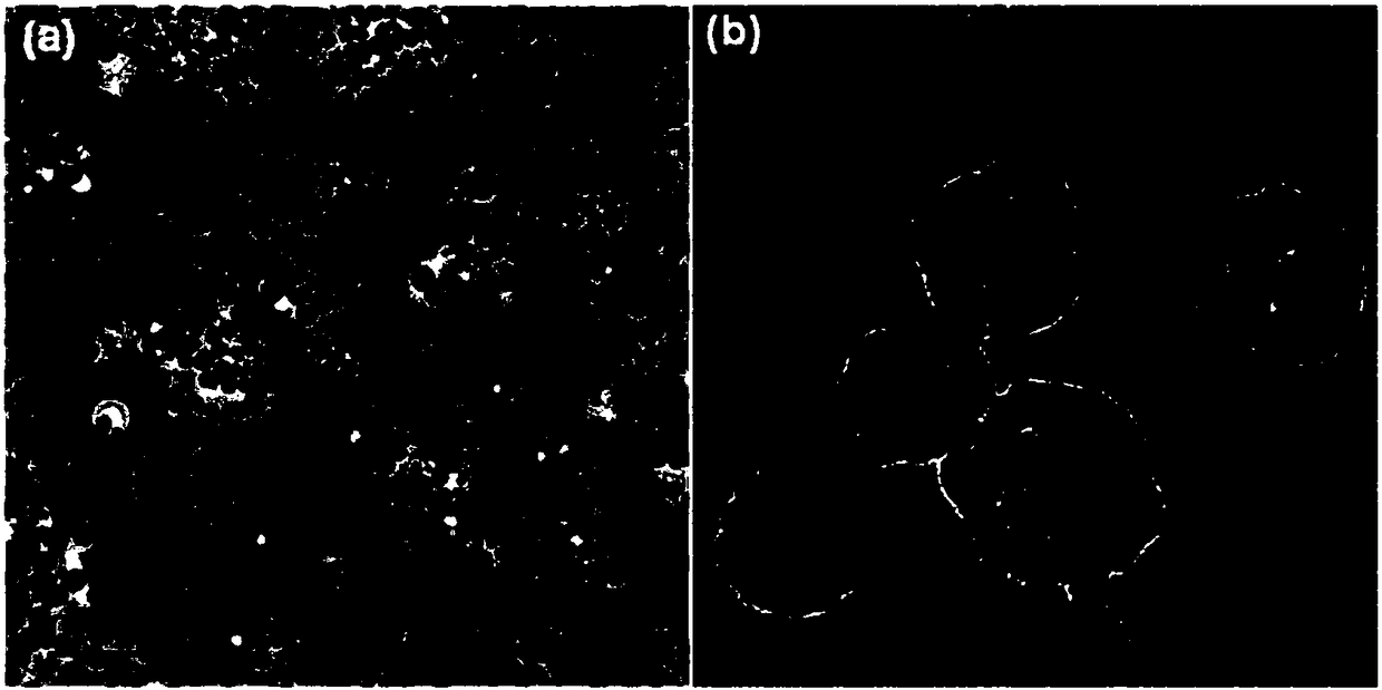 Macroporous Prussian blue nanoparticles and preparation method thereof