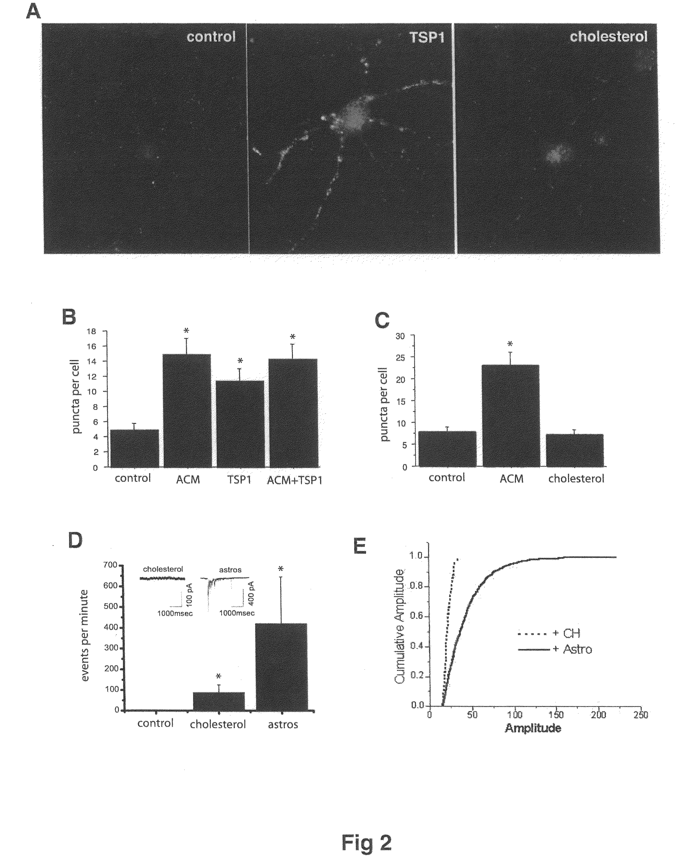 Modulation of synaptogenesis