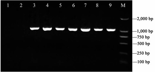 Primers for amplifying Rrspgl, core fragment of gene and application of core fragment