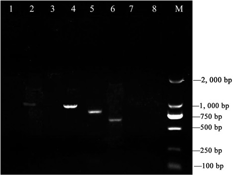 Primers for amplifying Rrspgl, core fragment of gene and application of core fragment