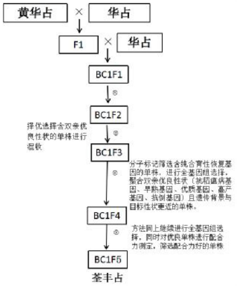 A method for rapid and precise breeding of three-line rice restorer lines using rice genomics technology