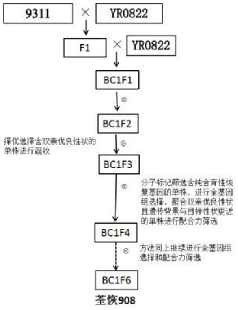 A method for rapid and precise breeding of three-line rice restorer lines using rice genomics technology