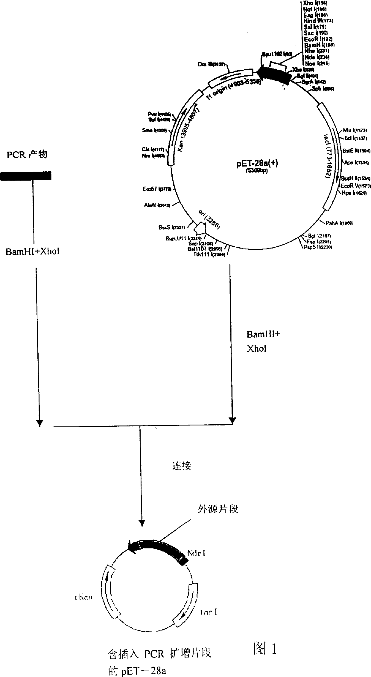 Specific protein of SARS virus, clinical detection method and kit