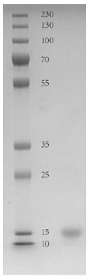 High stability recombinant procalcitonin and its expression vector and application