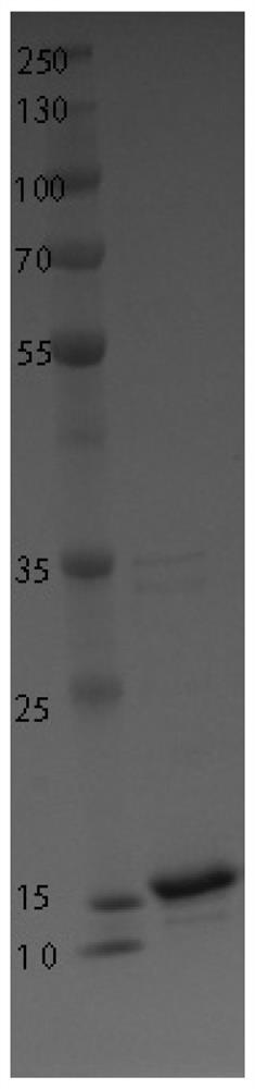 High stability recombinant procalcitonin and its expression vector and application