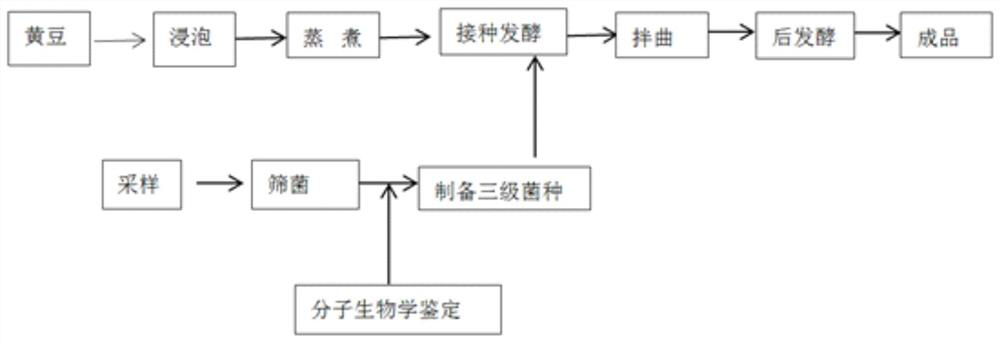 High-temperature-resistant mucorales and application thereof