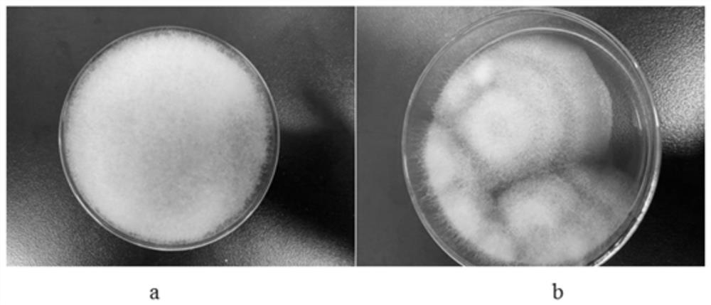 High-temperature-resistant mucorales and application thereof