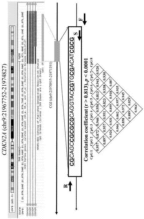 Detection kit for auxiliary diagnosis of cerebral arteriovenous malformation and application of detection kit