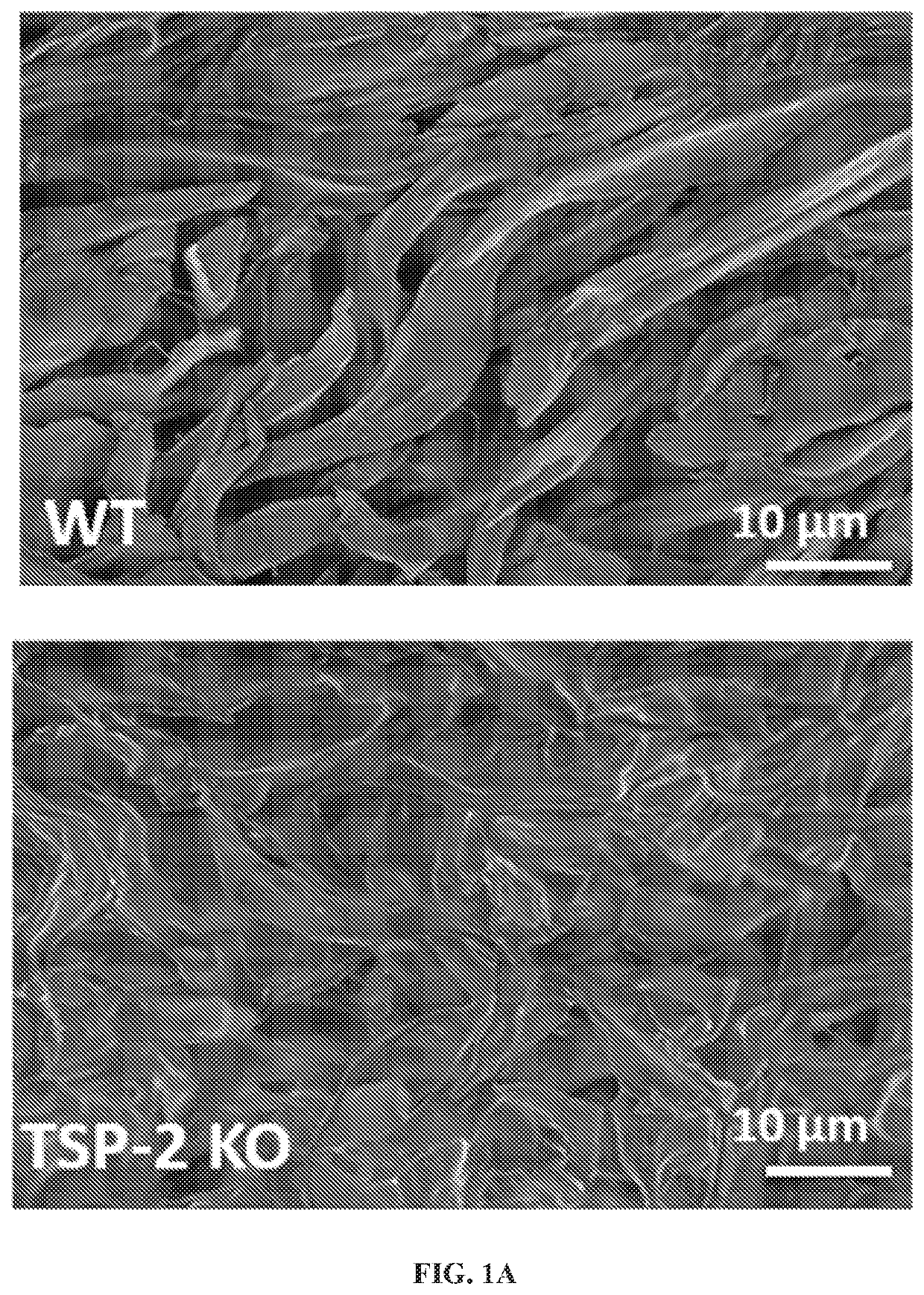 Compositions and methods useful in regenerative medicine