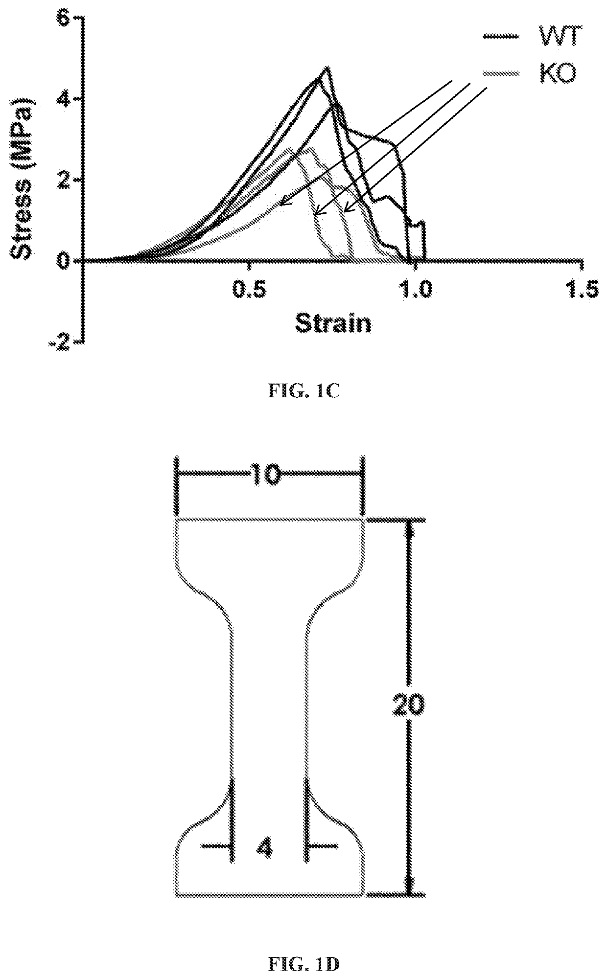 Compositions and methods useful in regenerative medicine