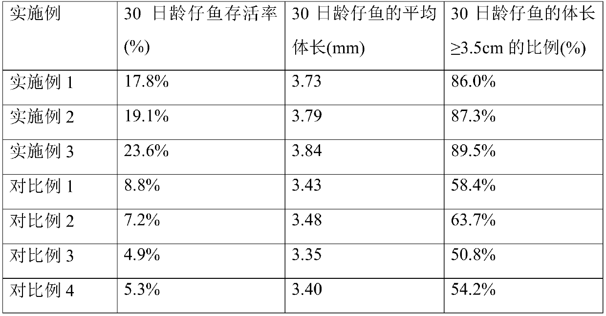 Artificial seedling raising method for outdoor ecological pond of Cromileptes altivelis with high survival rate