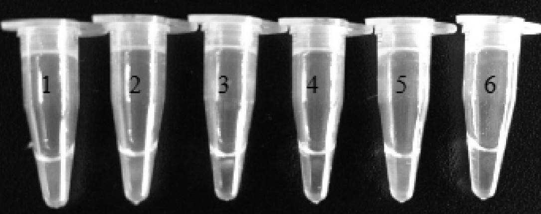 Genetically modified rice BT63 and LAMP (loop mediated isothermal amplification) detection primer group, detection kit and detection method of derived variety thereof